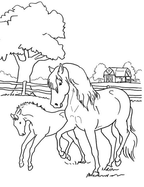 coloring pages of baby horses