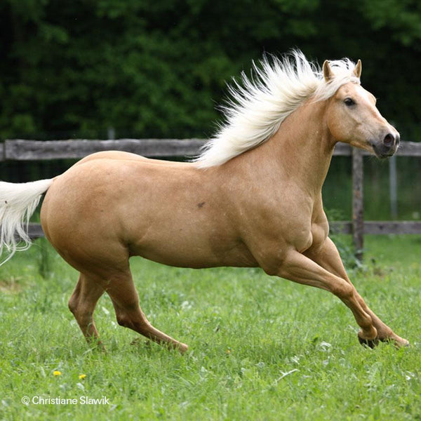 palomino horse color