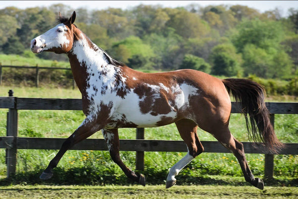 Breyer Truly Unsurpassed- Model Horses