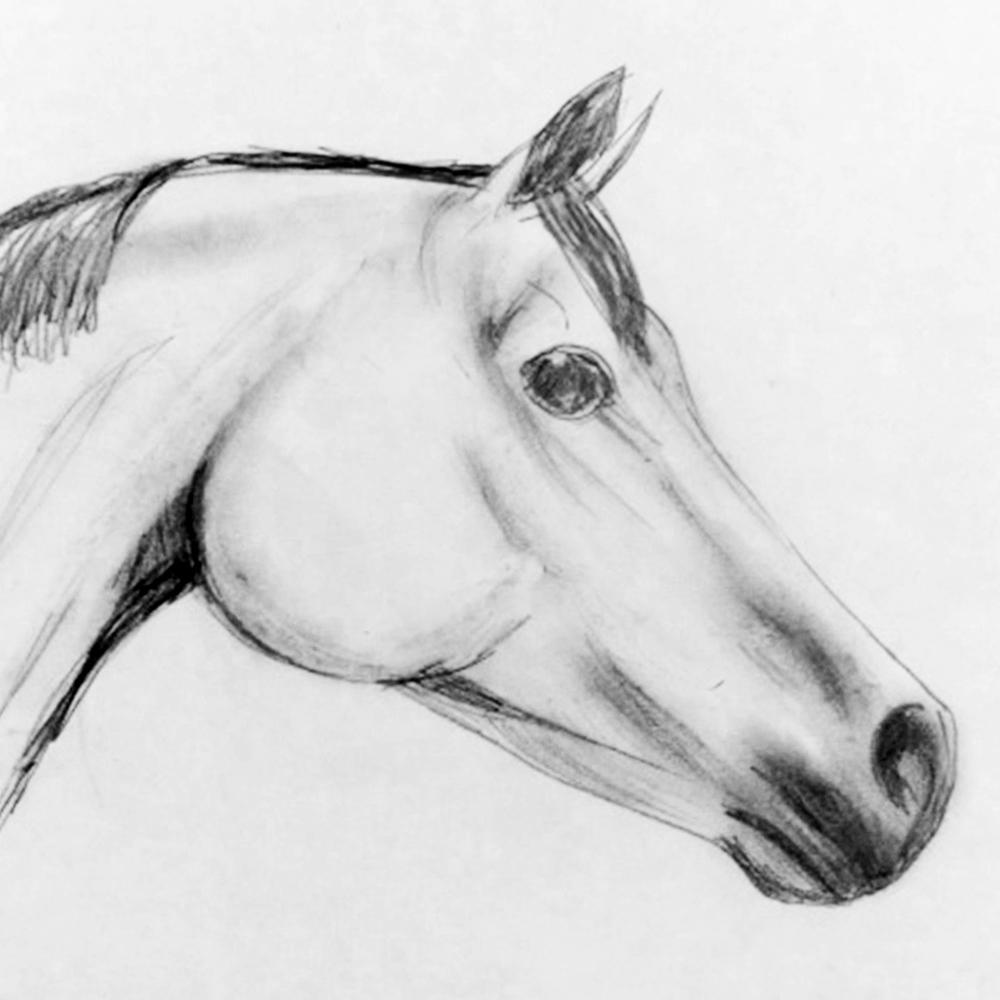 how to draw a simple horse head