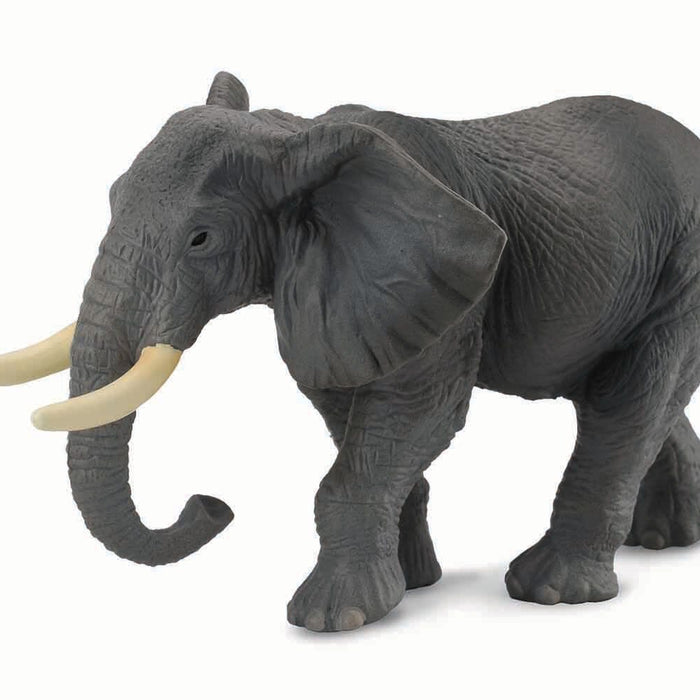 African Elephant | Retired