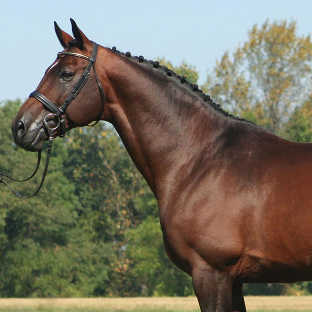 American Hanoverian