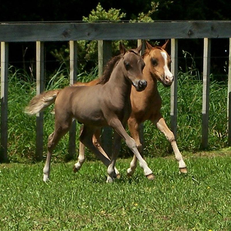 American Miniature Horse