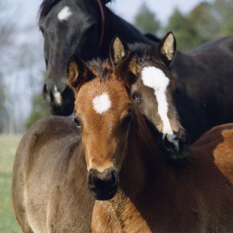 American Quarter Horse