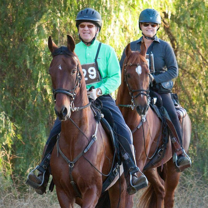 American Saddlebred