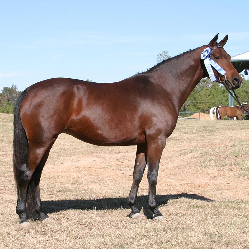 American Trakehner