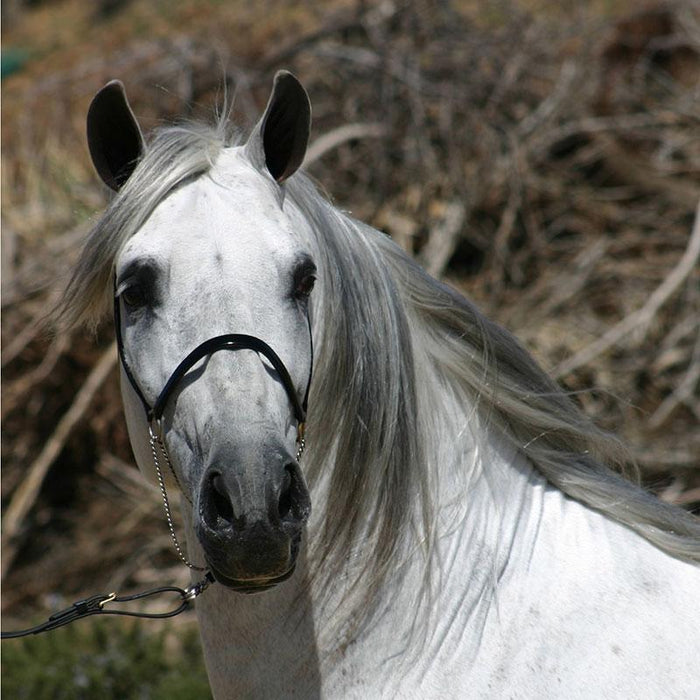 Andalusian & Lusitano