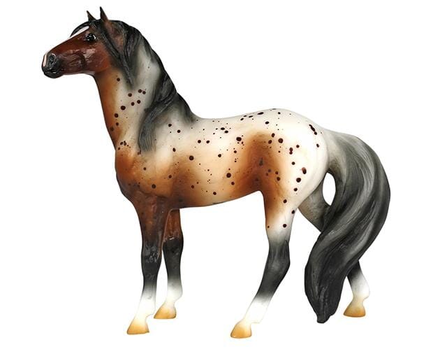 Bay Appaloosa Mustang | Retired