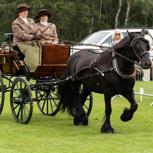 Carriage Pleasure Driving!