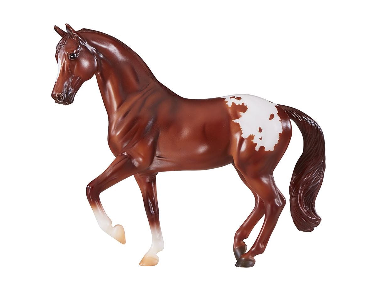 Chestnut Appaloosa | Retired