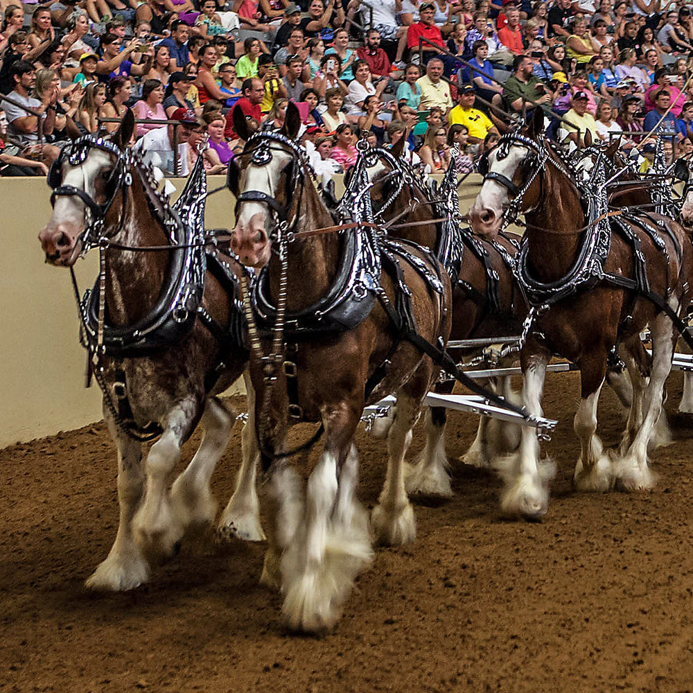 Clydesdale