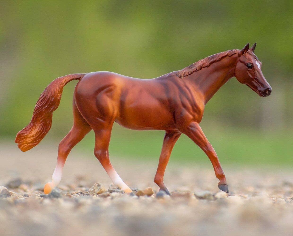 Coppery Chestnut Thoroughbred | Retired