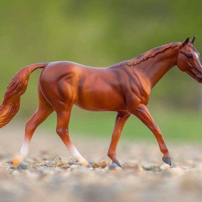 Coppery Chestnut Thoroughbred | Retired