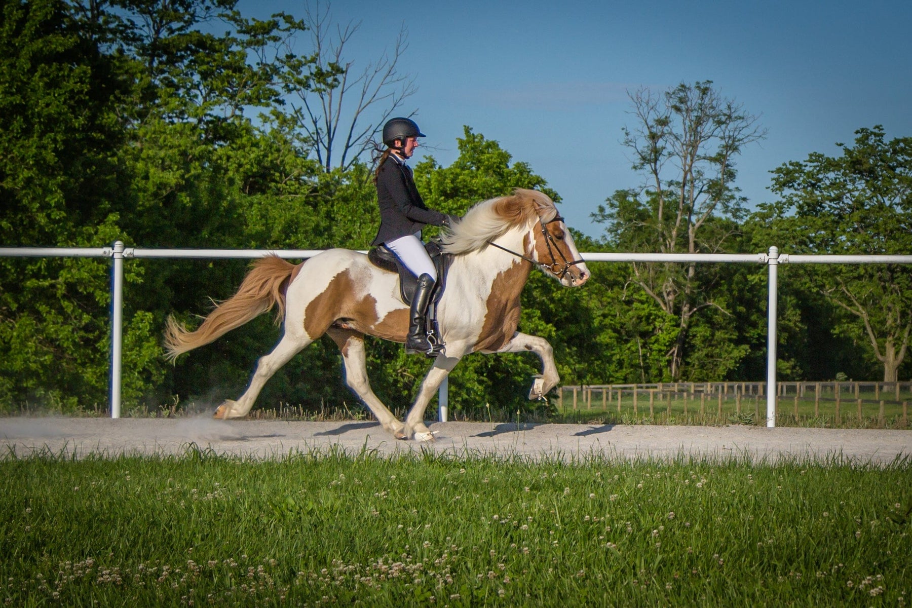 Diving into Disciplines - Breed Shows