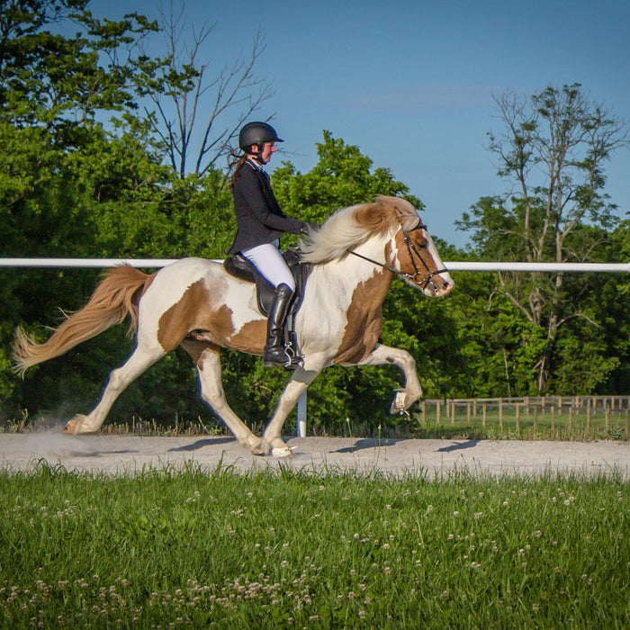 Diving into Disciplines - Breed Shows