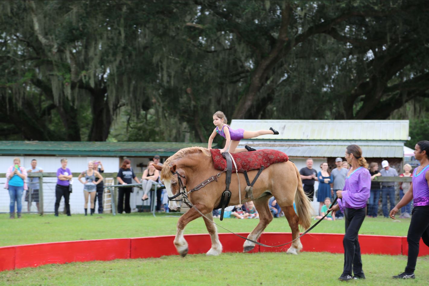 Diving into Disciplines - Vaulting