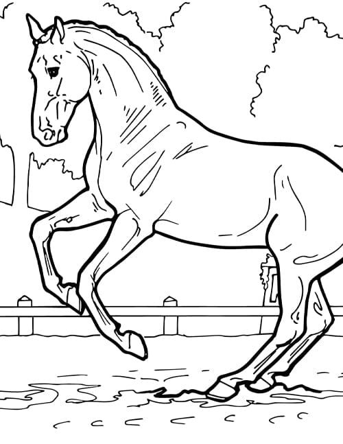 horse dressage coloring pages