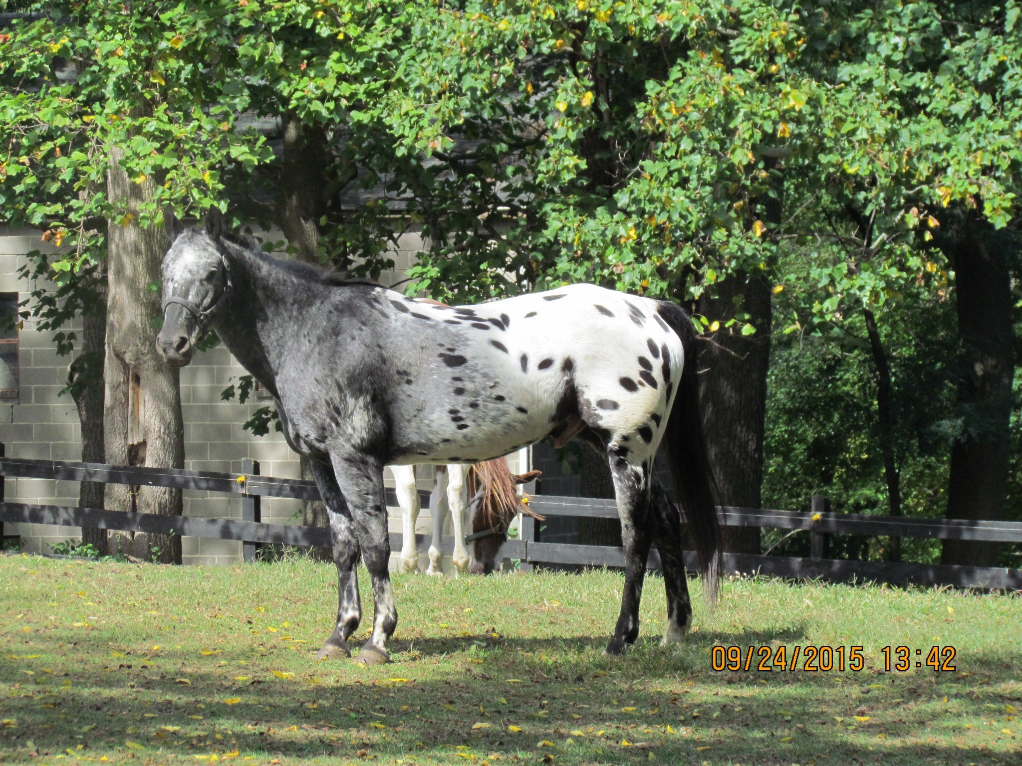 Things You Did Not Know About the Appaloosa - Welcome to Horse Properties  Blog