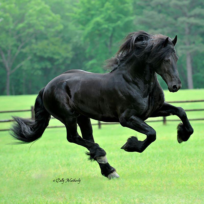 Friesian