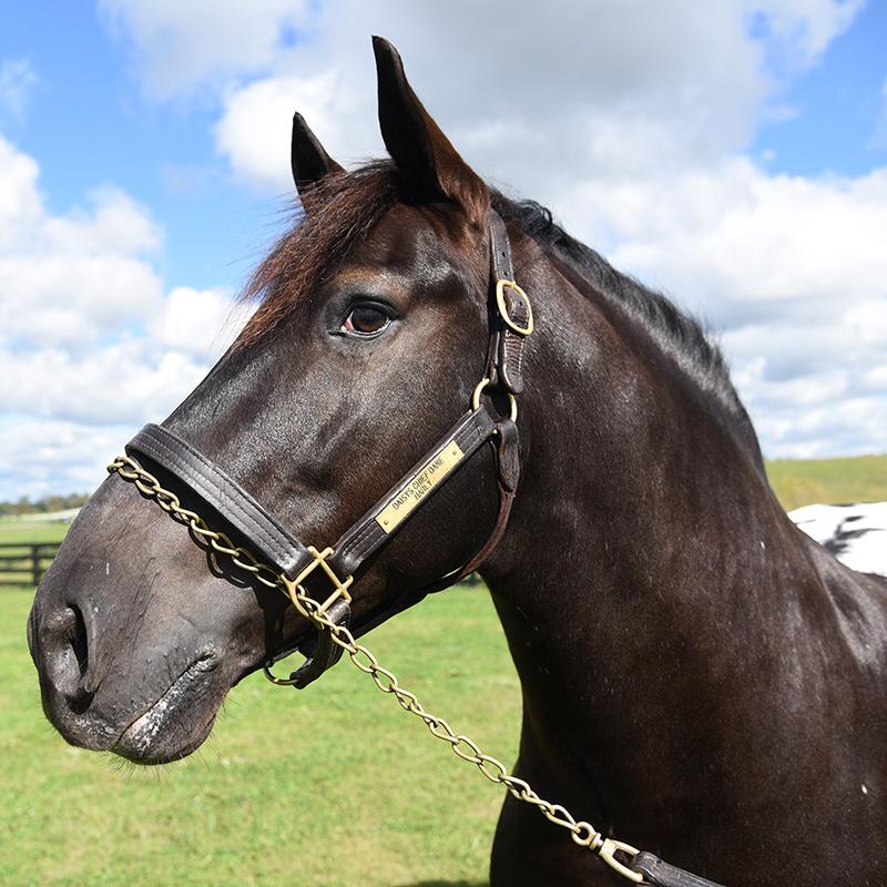 How Harley Became a Breyer Model