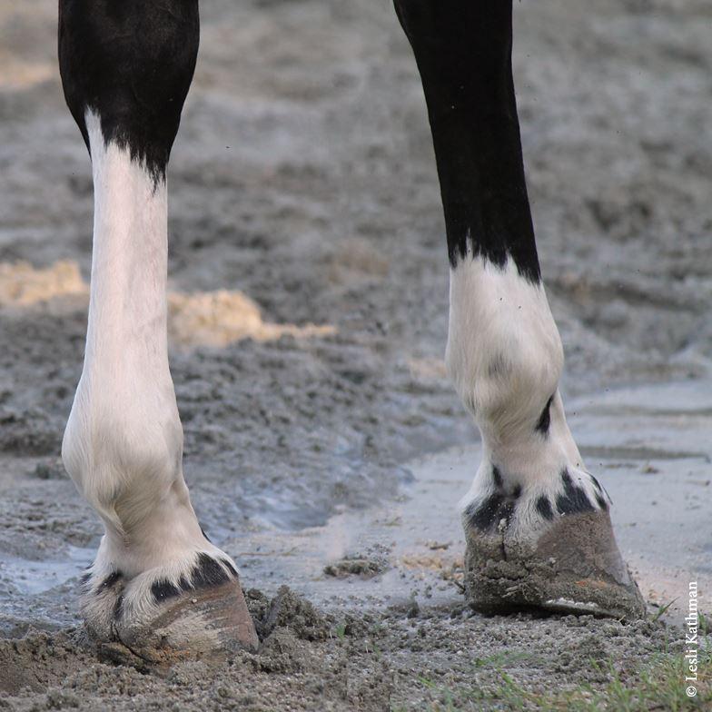 Intro to Leg Markings