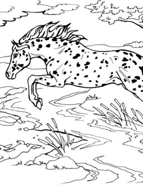 appaloosa horse coloring pages