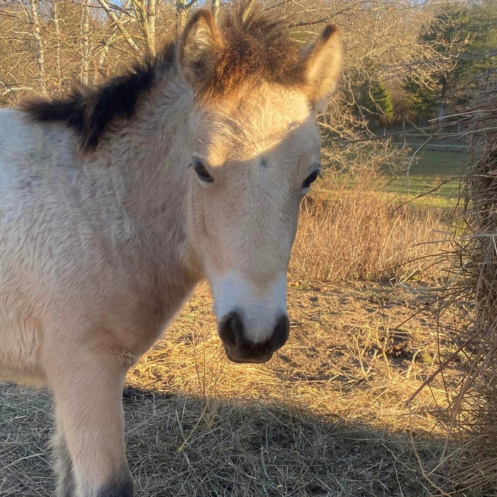 Meet the Gotland Pony!