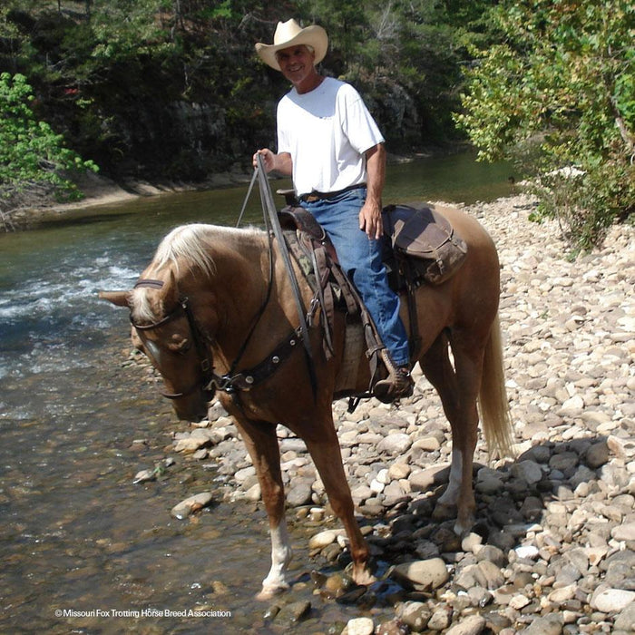 Missouri Fox Trotter