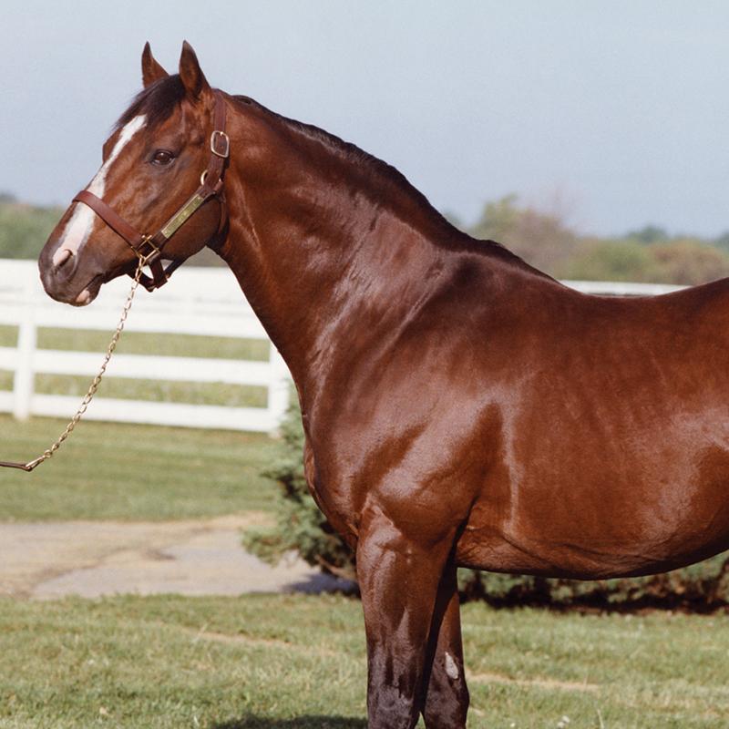 Northern Dancer