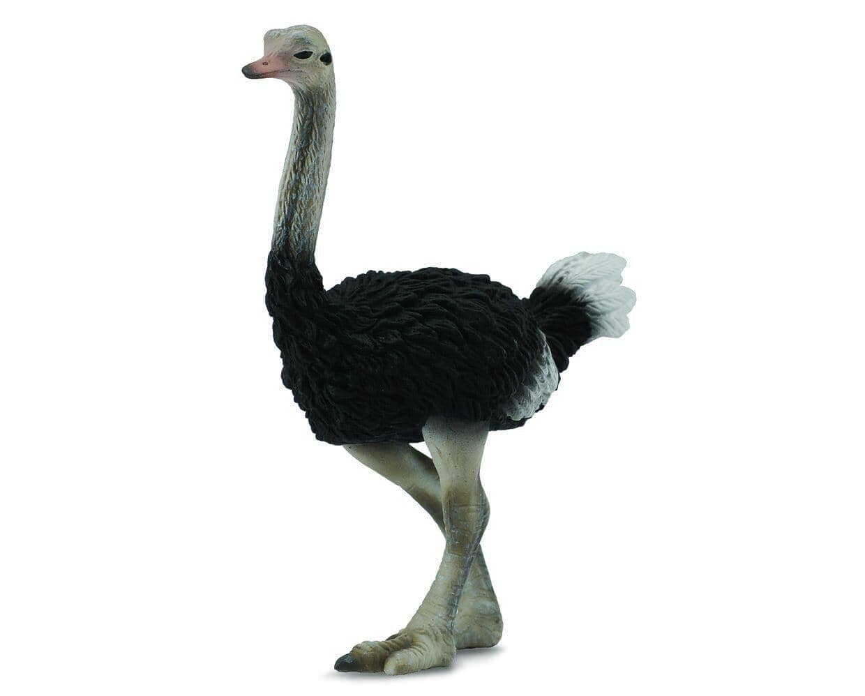 Ostrich | Retired