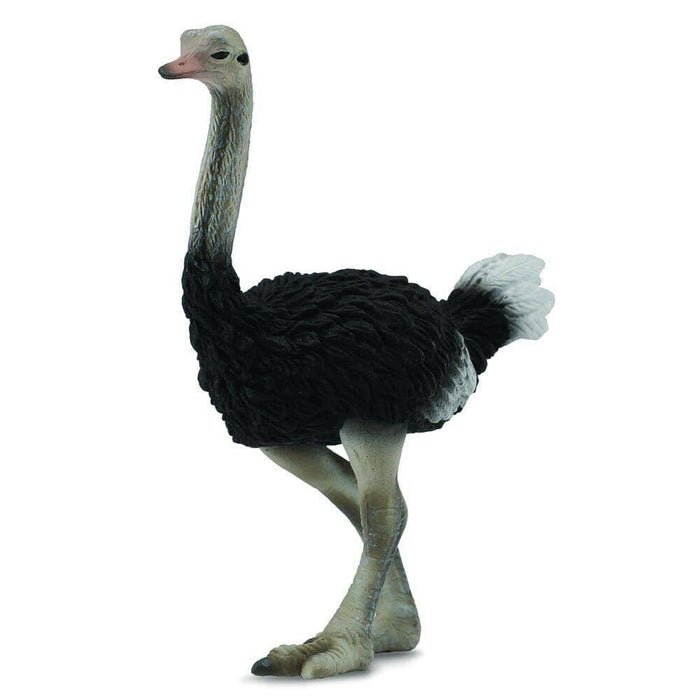 Ostrich | Retired