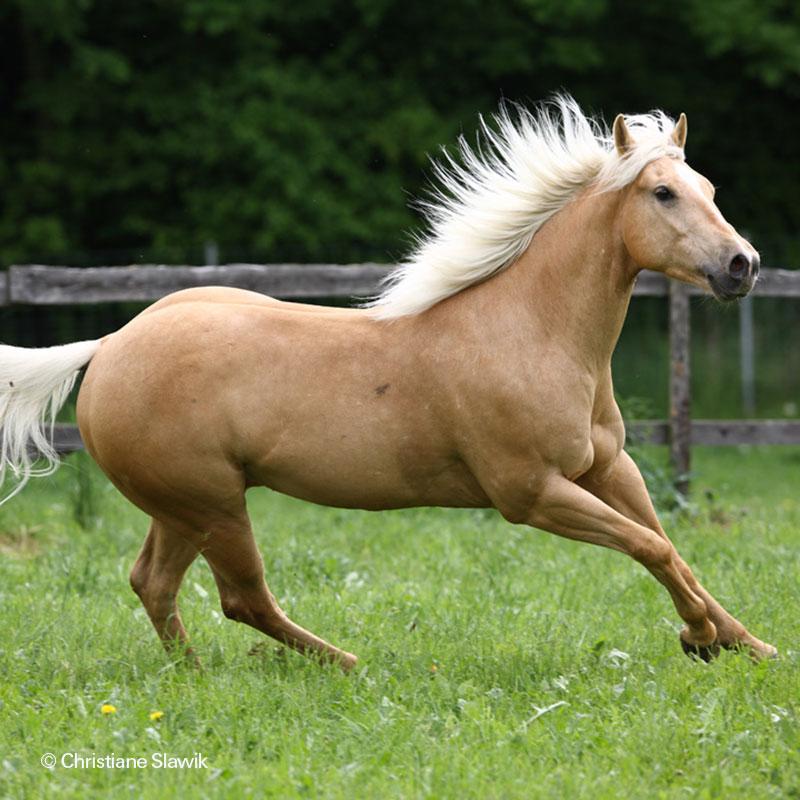 Palomino