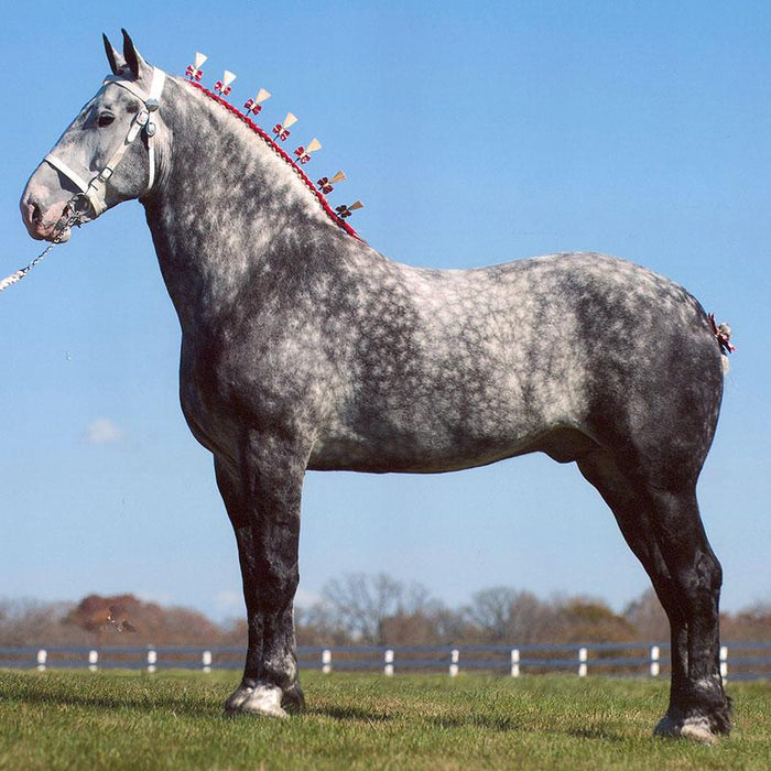 Percheron