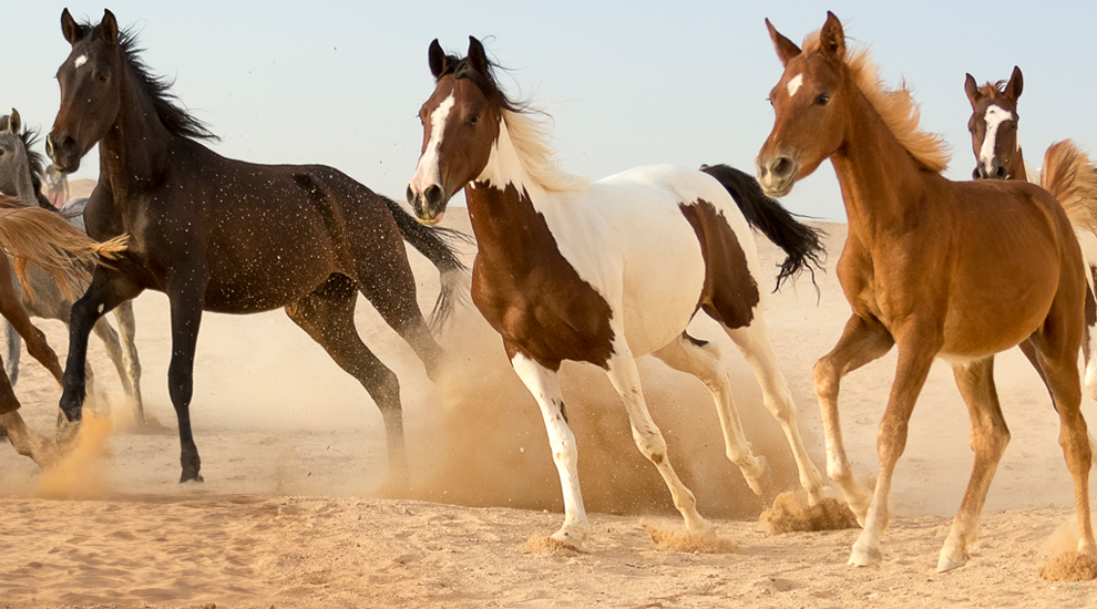 A collection of wild horses running across the desert