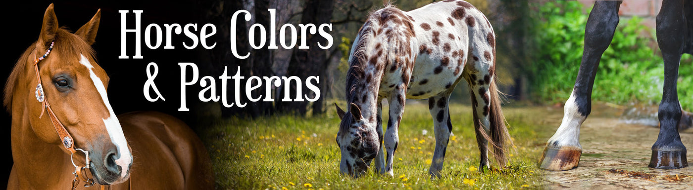 Horse Colors 