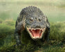 American Alligator with grassy background