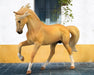 Andalusian Stallion | Palomino near a building