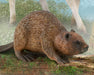 Beaver on a log