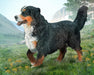 Bernese Mountain Dog on a mountainous background