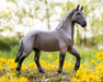 Blue Roan Brabant - in a field with flowers