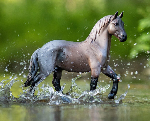 Blue Roan Brabant - splashing in water