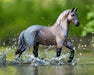 Blue Roan Brabant - splashing in water