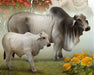 Brahman Bull shown with calf (not included)