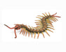 Centipede