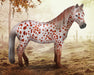 Chestnut Leopard British Spotted Pony Mare on farm background