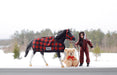 Holiday Pajama Party with Cinders, a tobiano pinto pony wearing buffalo plaid blanket, Christy in buffalo plaid pjs, and teddy bear