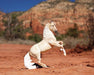 Cloud | 30th Anniversary Edition - in a desert setting with a mountain in the background, facing right