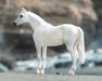 Fleabitten Grey Thoroughbred on a rocky shore