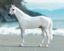 Fleabitten Grey Thoroughbred on the sand