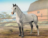 Hanoverian Stallion on Farm background